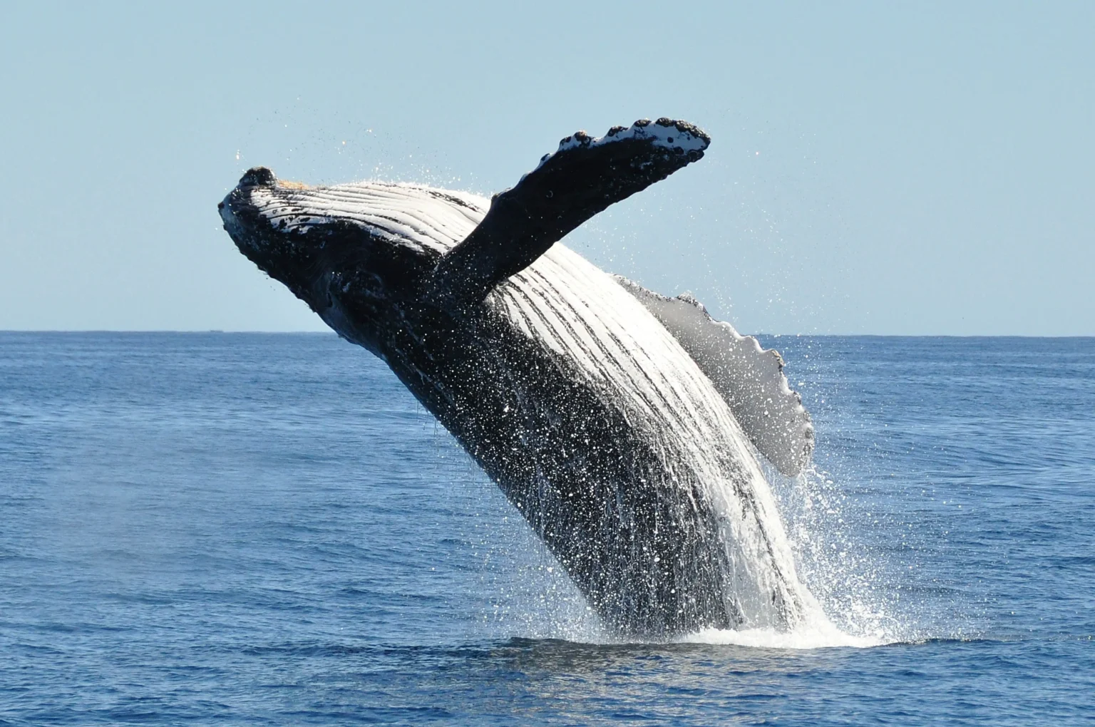 Whale watching in Todos Santos with Omega Tours